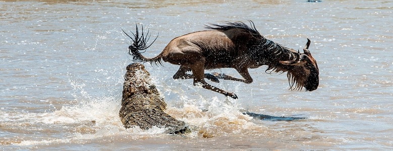 Wildebeests Migration in Serengeti