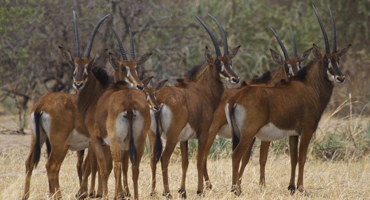 roan-antelope-Ugala-national-Park
