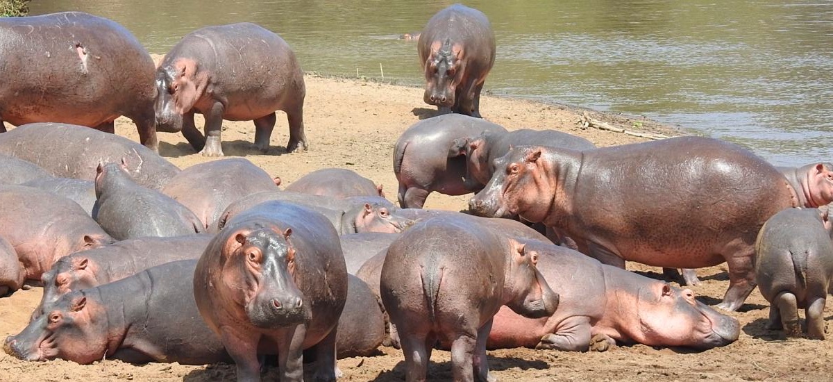 hippo-katavi