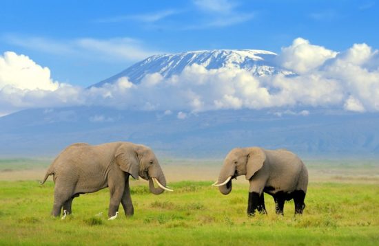 Kenya Top Three Safari