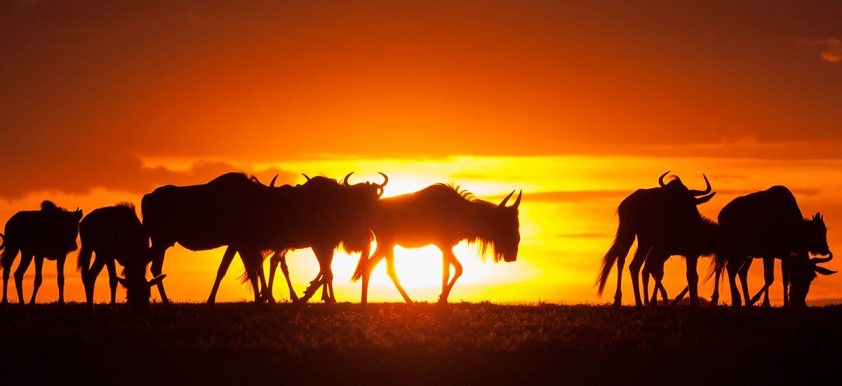 migration-serengeti-sunset