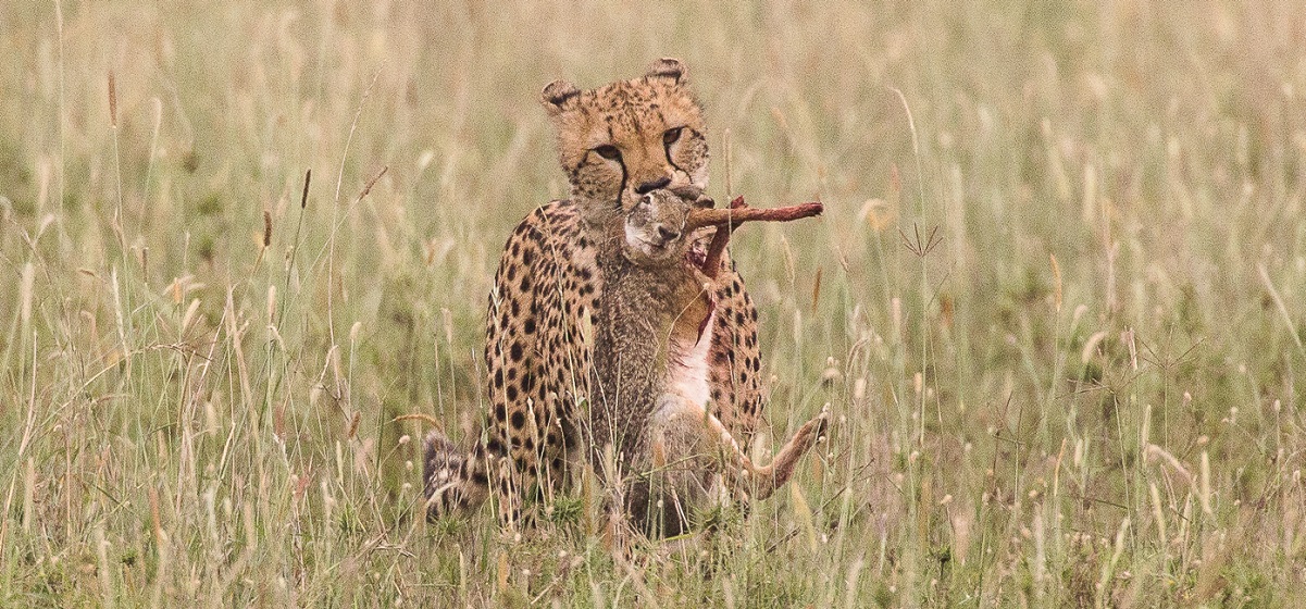 cheetah-katavi-hunting