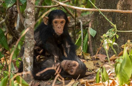 Chimpanzee Safari in Africa
