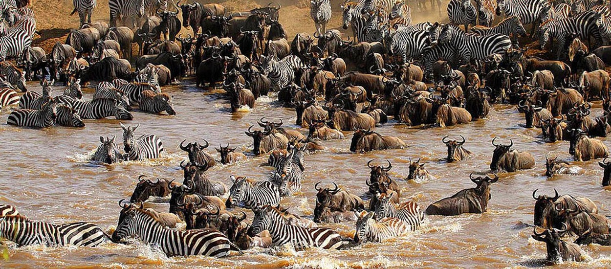 serengeti-migration-western-corridor