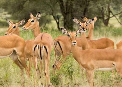 Safari in Tanzania Cost