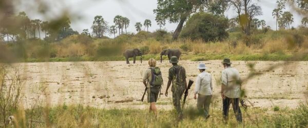 Walking Safari in Ruaha after long Rain from June to October