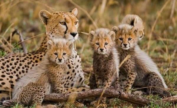3-Day Tanzania Safari Tour