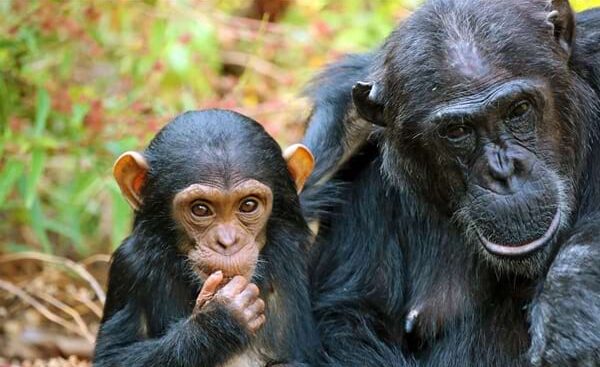4-Day Gombe Chimpanzee Trekking