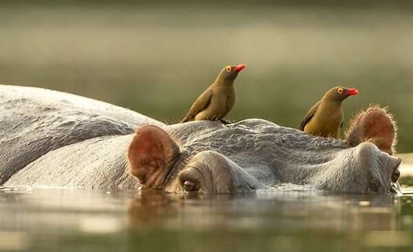 4-day Katavi Safari from Mpanda