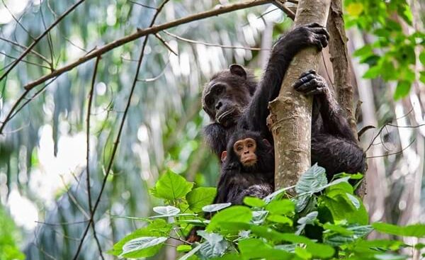 Gnu Migrations & Chimps