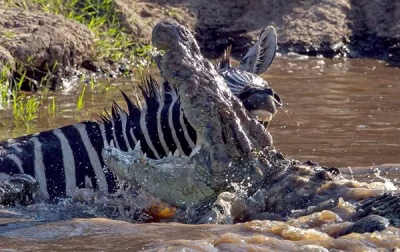 Crocodile storming from the water with a zebra caught in its jaws during a muddy river scene