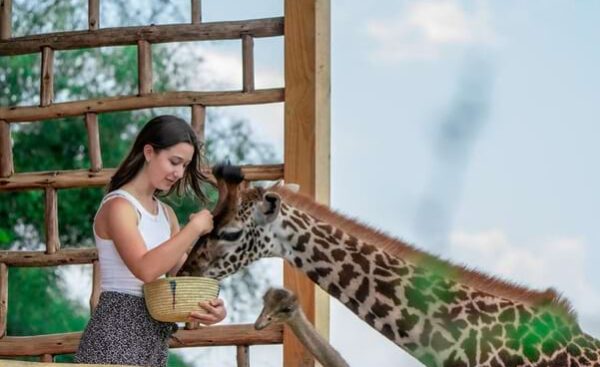 Ngorongoro & Serval Wildlife