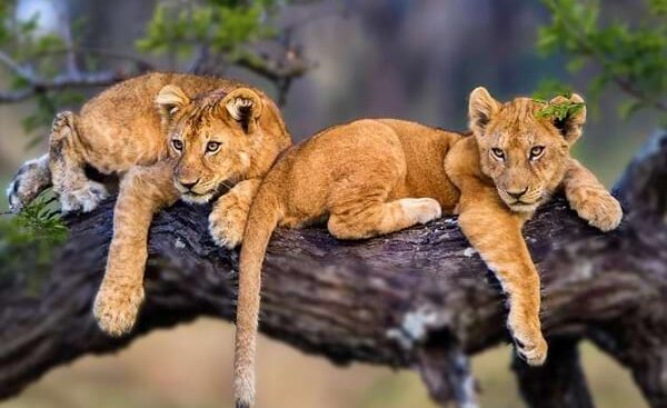 Southern Tanzania Safari