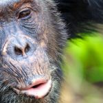 Promoting Tourism as a Sustainable Solution for Lake Tanganyika’s Future