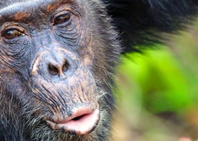 Promoting Tourism as a Sustainable Solution for Lake Tanganyika’s Future