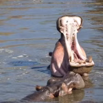 Katavi National Park Hippo